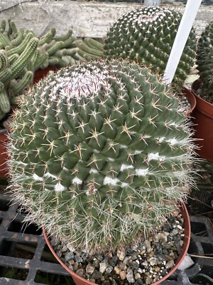 Mammillaria mystax cactus Cacti Succulent real live plant In 6 Pot | eBay