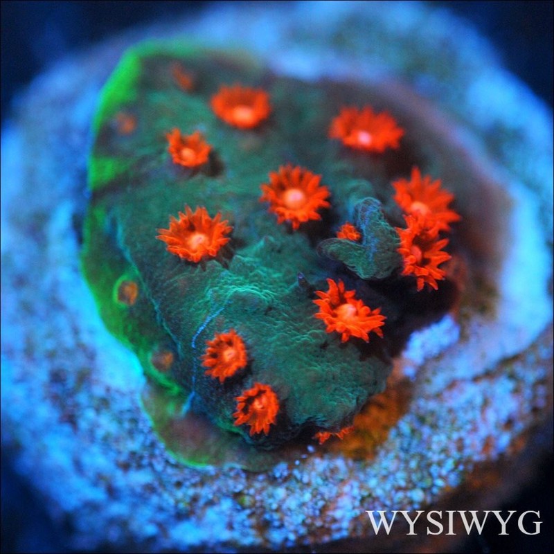 Corals of Eden ~ WYSIWYG Live Coral Frag ~ Meteor Shower Cyphastrea LPS SPS