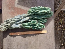 Huge Cereus Peruvianus Monstrose Cutting (Over 2 Feet!!)