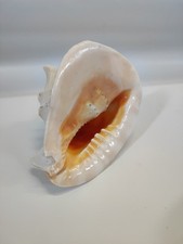Grande Conchiglia Regina Strombus Gigas - 27 Cm - Naturale Dei Caraibi,...