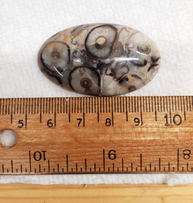 Cabochon - Premium Petrified Palm Root, Mojave Desert CA, 45g.     44 x 21 x 6mm