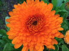 Calendula Orange King Marigold Plant 12 Plug Plants