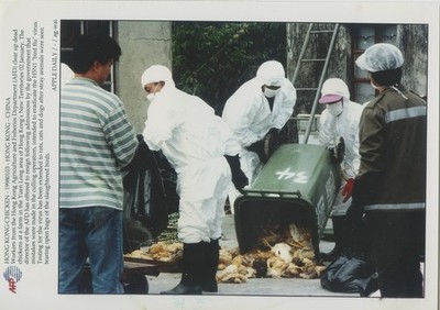 A13 A1339   China Hong Kong Bird Flu Culling Operation Health Press Photo 1998