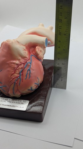 Vintage menschliches Herz anatomisches Modell Stewart Pharma 60er Jahre DISPLAY - Bild 10 von 10