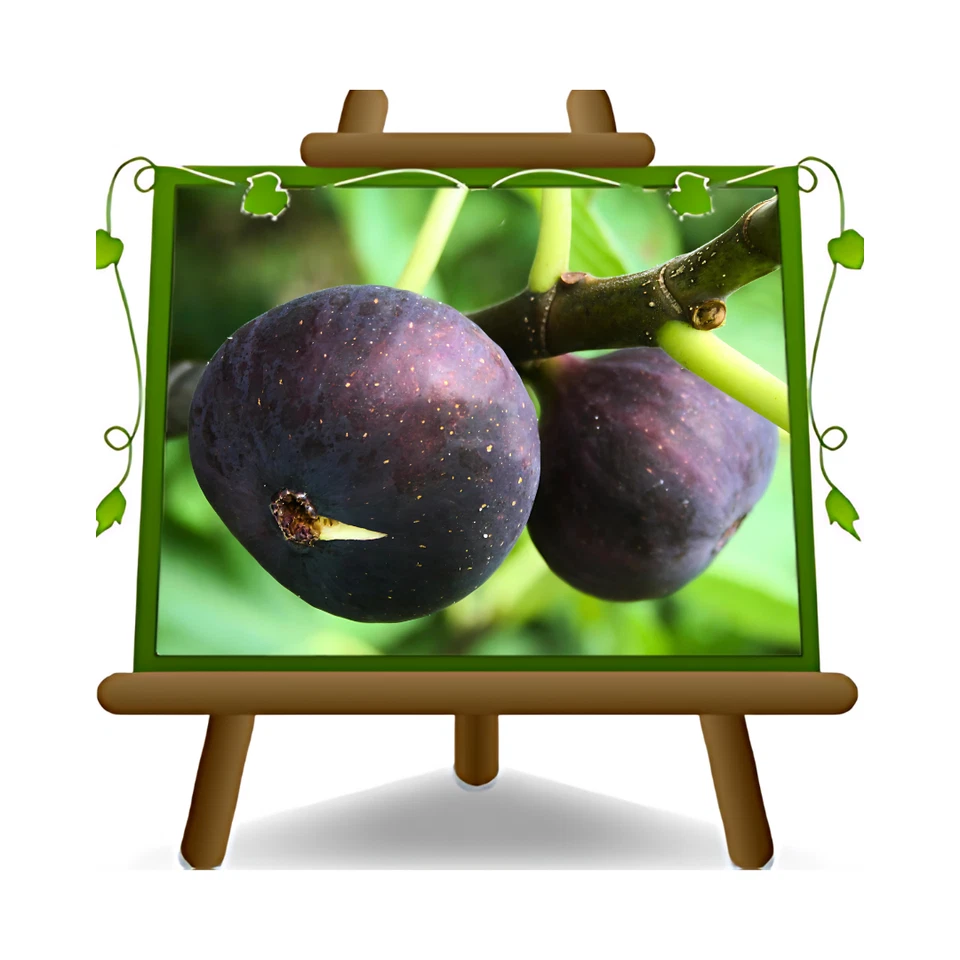 EURO PLANTS VIVAI Fico Brogiotto Nero Frutto Antico Altezza:180/200 cm Eta:4 anni Vaso:26 cm