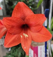  RED ORANGE AMARYLLIS HIPPEASTRUM Seeds - Qty 15