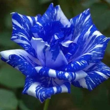 100Pcs Blue Dragon Rose Seeds Flower Perennial Flowers Seed Bloom
