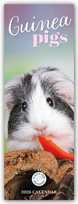 Guniea Pigs - Meerschweinchen 2026 - Slimline-Kalender | Carousel Calendar