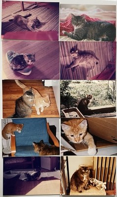 10 Vintage Found Photos Cats Kittens Cute Animals 4x6 Snapshots