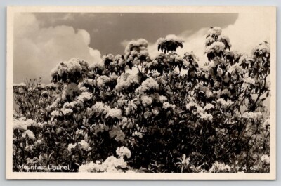 Mountain Laurel Bush RPPC Beautiful  Flowering Shrub Real Photo Postcard D40