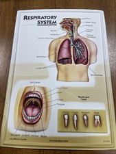 3D Human Body Charts Respiratory System EI-5220 MINT Educational Insights 9x13  