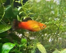 6 Assorted Platy (Tank-Raised) US SELLER FedEx Priority Overnight Shipping