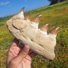 Fossil Mosasaur Jaw with Teeth Authentic Cretaceous Marine Reptile Dinosaur Era