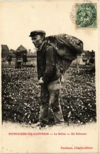 CPA PITHIVIERS-en-GATINAIS Le Safran Un Safranier (860548)