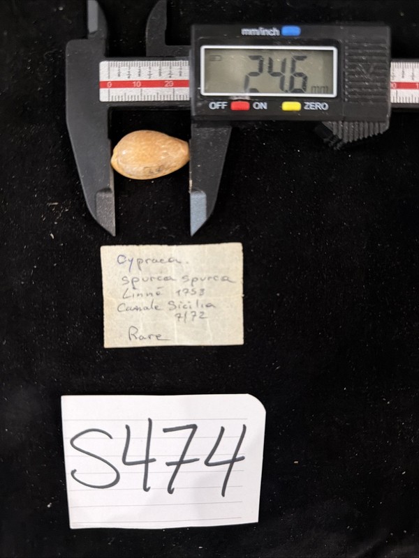 Cypraea spurca spurca Shell 24.6mm Rare Shell Italy (S474)