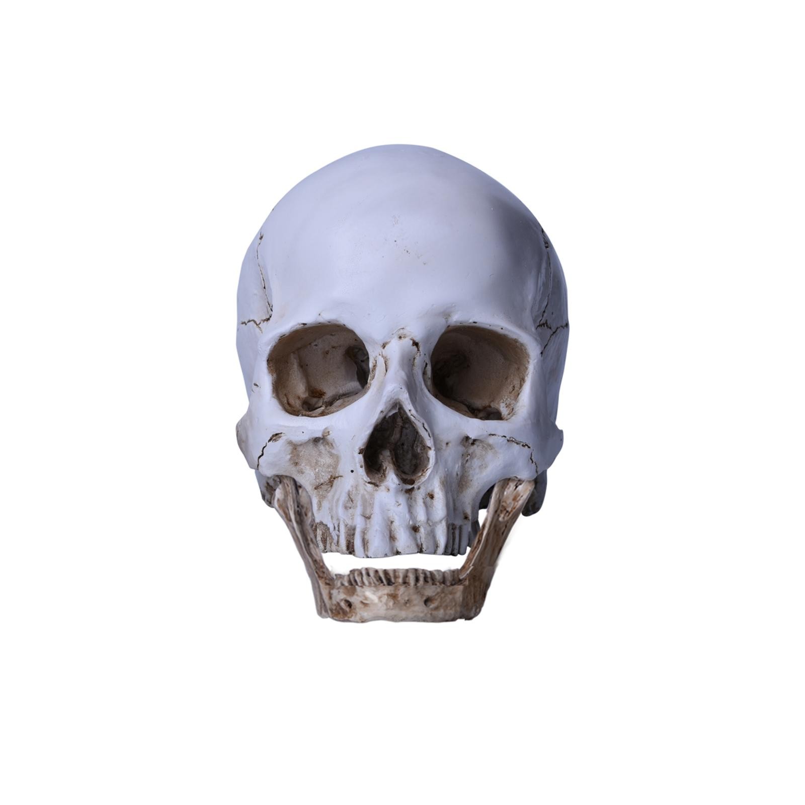 Lifesize Realistic Human Skull Replica Resin Model Anatomical Halloween Decor