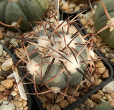 Echinocactus horizonthalonius Jabo-36 Tangue Menchaca Coahuila