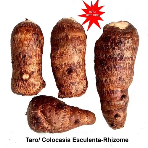 Taro / Colocasia esculenta/ Seed/ Bulb /Rhizome 1No