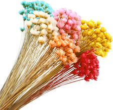 300 Stems Dried Flowers Brazilian Small Star Daisy Decorative Flowers Colorfu...