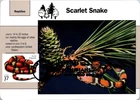 Dr Jim Stamps Maximum Card Scarlet Kingsnake 37C San Diego Zoo Fdc