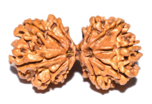 Petrichor Rudraksha Mala Originale 5 Mukhi – 108+1 Perle Da 9-10mm – Certificato