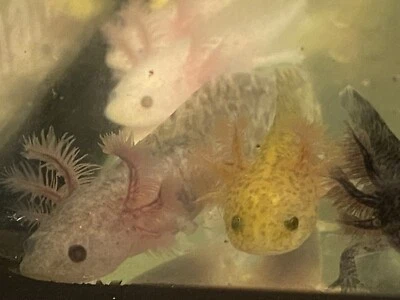 Axolotl In Adelaide Region Sa Pets Gumtree Australia Free Local Classifieds Axolotl In Adelaide Region Sa Pets Gumtree Australia Free Local Classifieds