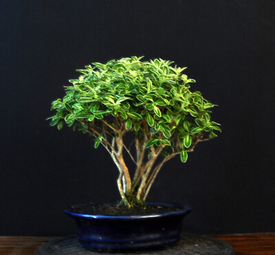 BONSAI JUNISCHNEE SERISSA FOETIDA VARIEGATA BAUM DER TAUSEND STERNE