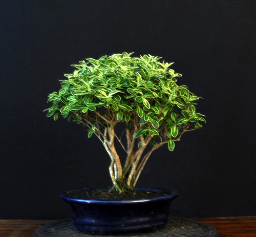 BONSAÏ NEIGE JUNIENNE SERISSA FOETIDA VARIEGATA ARBRE DES MILLE ETOILES INTÉRIEUR