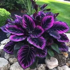 25+ Seeds Purple Tip Calathea Couture Flower Indoor or Outdoor Beautiful Plant
