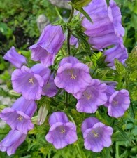 Canterbury Bells Lavender Purple - 250 Seeds - Cup &