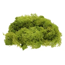 Preserved Reindeer Moss, 4 OZ Fake Moss for Crafts (Chartreuse)