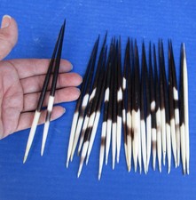 25 piece lot of South African Porcupine Quills 6 to 7 inches 51547