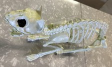 Skeleton Glow-In-The-Dark Kitty Cat Halloween Prop Decoration Large Life-Size