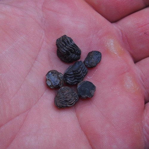 6pcs 8-12mm smal Trilobite Acastoides Devonian Trilobiten lot Arthropods 1069 - Picture 5 of 5
