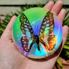 Iridescent Common Jay Butterfly Rainbow Dome, Graphium chironides