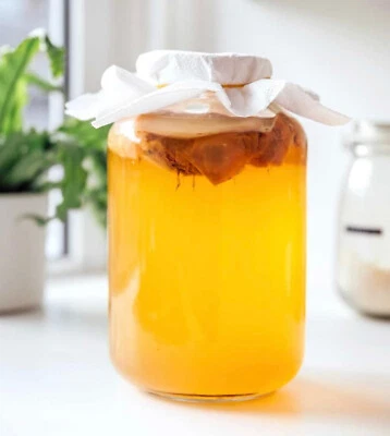 LOVEPROBIOTICS ORGANIC KOMBUCHA SCOBY to make Kombucha at home using Green Tea. Free P&P