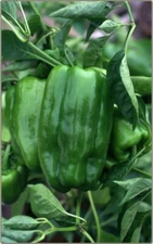 100+ Big Bertha Sweet Pepper Seeds ----- Non GMO - Heirloom - FRESH