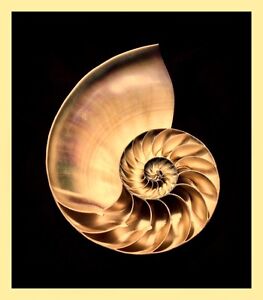 Large Nautilus Shell Golden Ratio Geometry Nature Artwork Print Poster Ebay