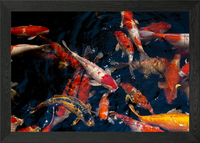Koi Fish Animal Framed Wall Art Poster Canvas Print Picture