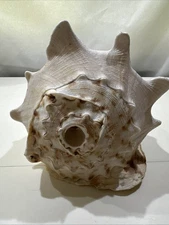 Giant Conch Shell queen Horned Helmet Large huge Excellent Condition Size In Pic