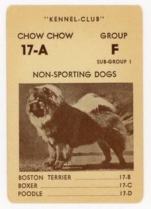 chow chow kennel club