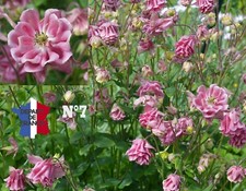 ANCOLIE VULGARIS ROSE N°7 IDENTIQUE A LA PHOTO CULTURE BIO LOT DE 100 GRAINES