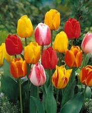 Darwin Hybrid Tulip Tequila Sunrise Mix 25 Bulbs