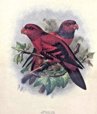 Antique Litho Art Print Engraving ? Framed Lories Lory Birds Jackson Mivart 