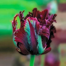 8 - BLACK PARROT TULIP Flower Bulbs - DEEP WINE RED BLACK BLOOMS