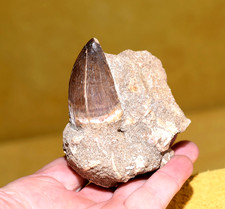 Late Cretaceous Prehistoric Fossil Mosasaur Tooth Matrix 66–82 Million YRs Old