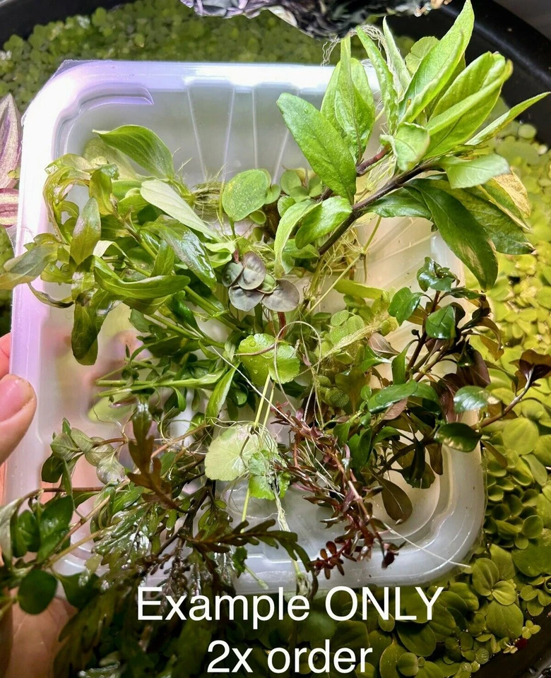 Plant Pack Example Image