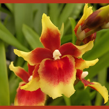 Vibrant Oncidium Type Orchid | Mtdm. Pacific Waters 'Paul's Pride' | BS 4" pot