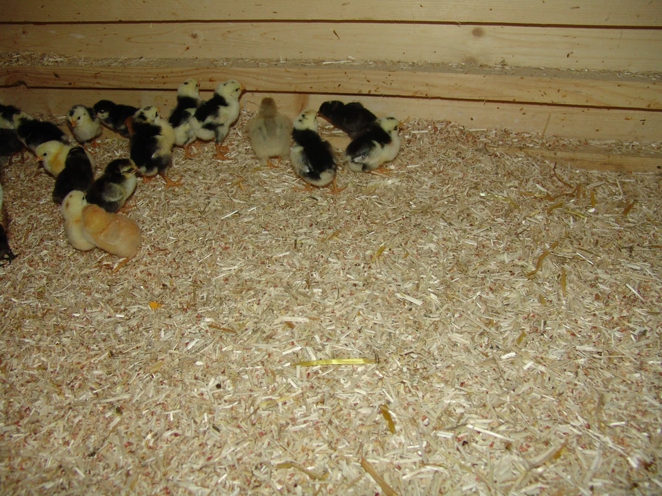 18KG Lettiera di Canapa / Scatole di Canapa / Lettiera Igienica Prodotto Naturale Canapa (1,22€/Kg) - Immagine 4 di 4