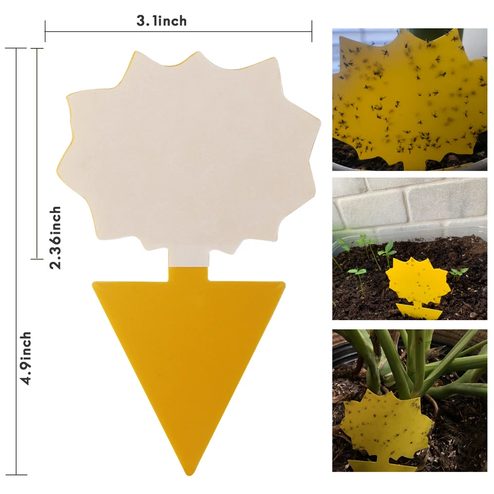 Trampa amarilla Drosophila pegajosa para moscas papel moscas de la fruta pegamento para insectos mosquitos Foto 4 de 4